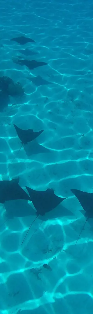 Unterwasser-Show